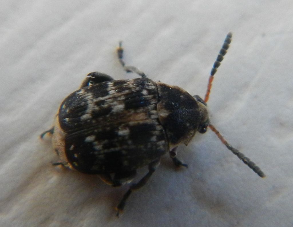 Chrysomelidae Bruchinae: Bruchus viciae (cfr.), maschio